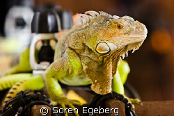Say hi to our diveshop pet! by Soren Egeberg 